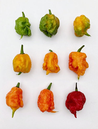 10 Red CAROLINA REAPER PEPPER World's Hottest Capsicum Chinense Hot Chili Vegetable Seeds